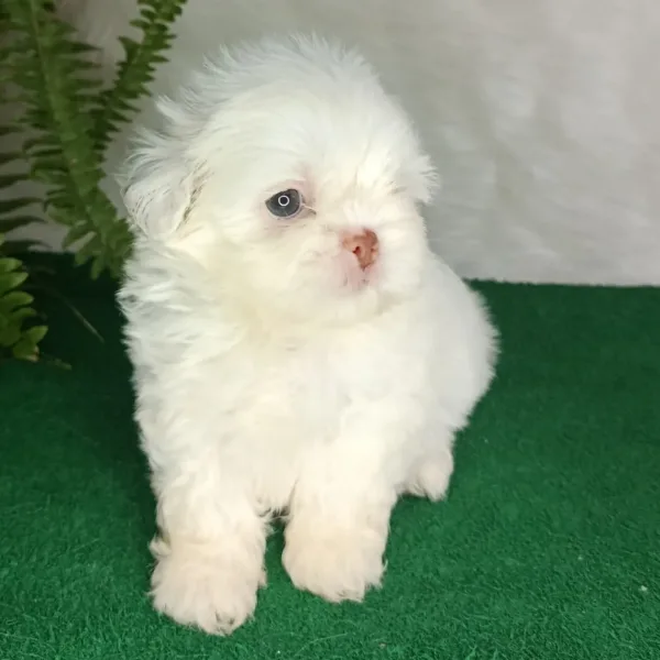 Leo, Shih Tzu
