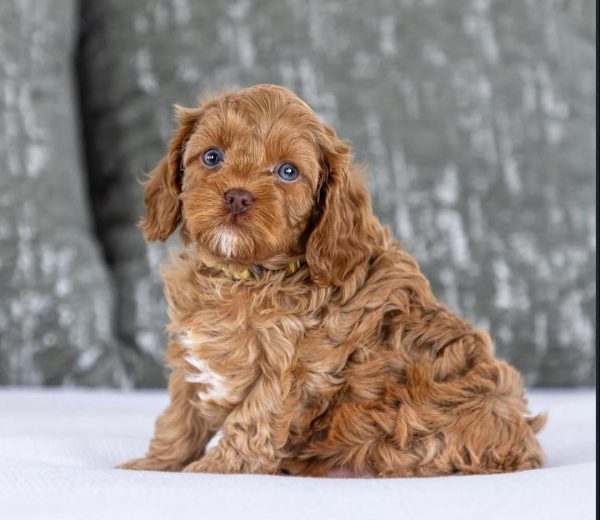 Cory, Cavapoo