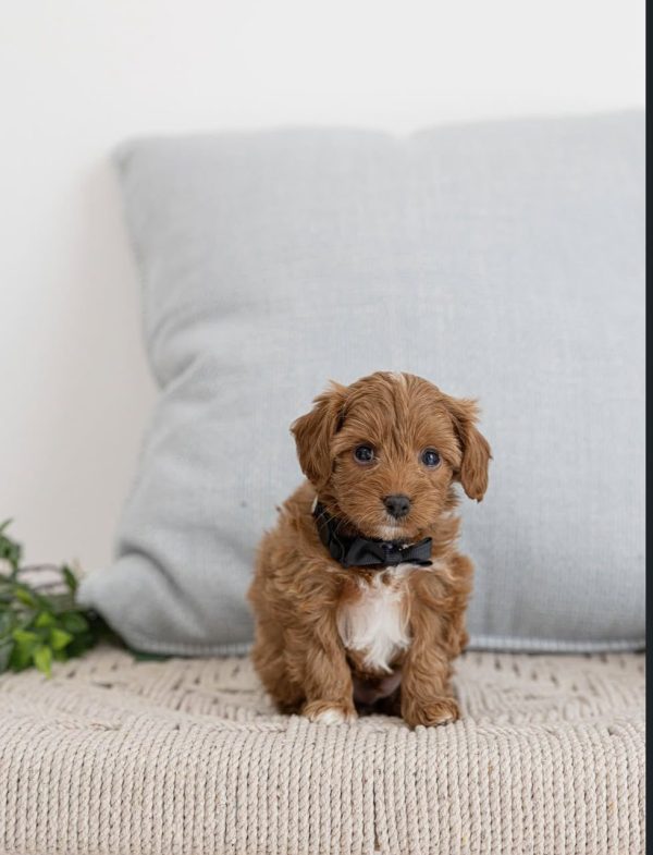 Sadie, Toy Poodle