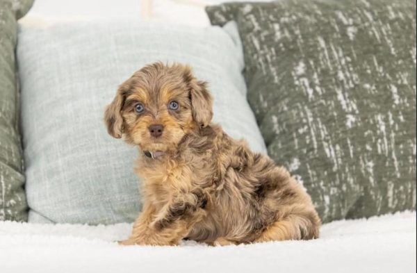 Sylvi, Cavapoo