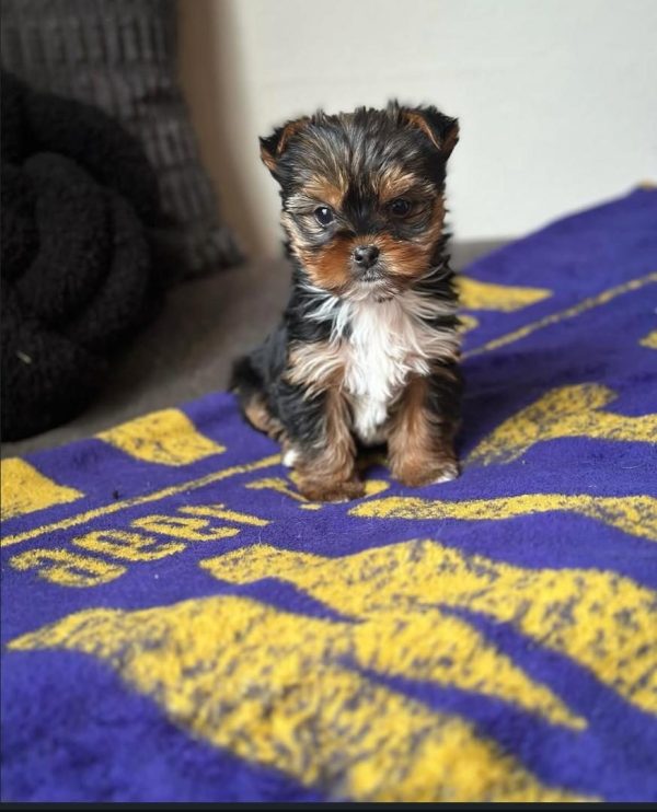 Finn, Teacup Yorkie