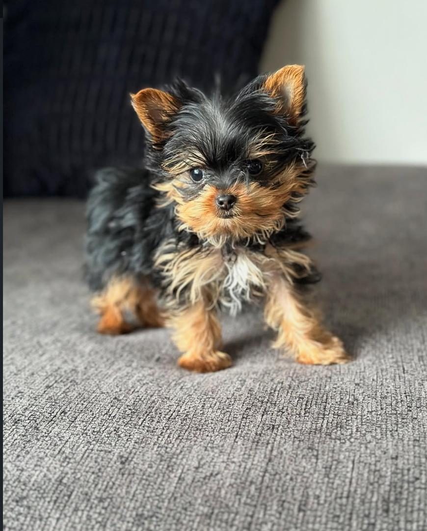 Murphy