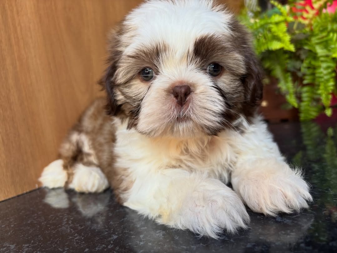Coco