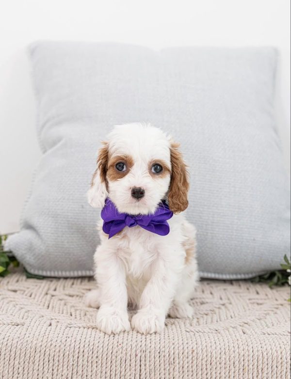 Marley, Cavapoo