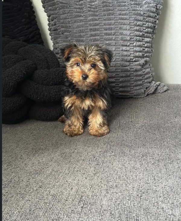 Hazel, Teacup Yorkie