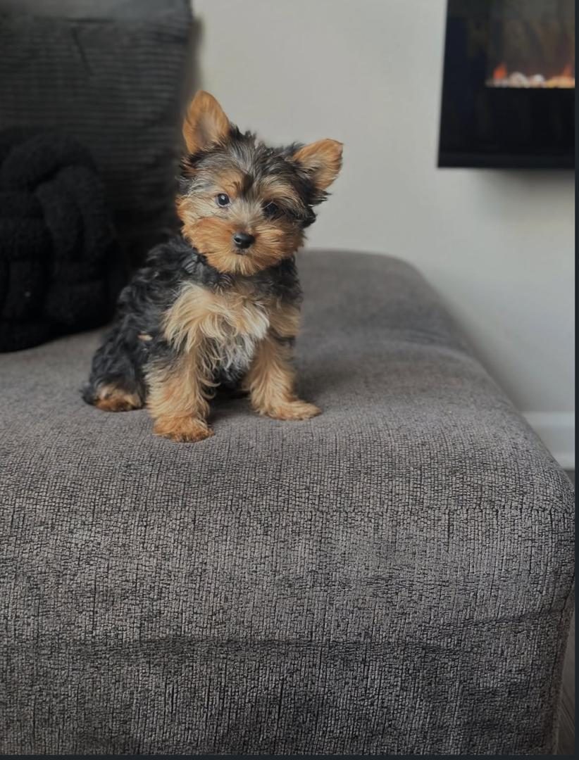 Nala
