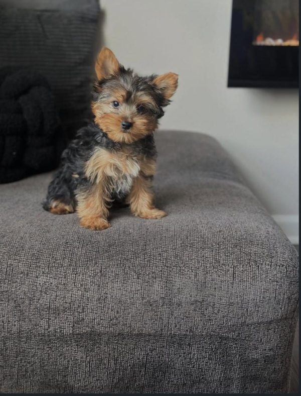 Nala, Teacup Yorkie