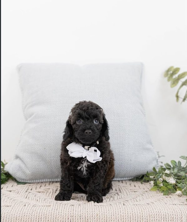 Oscar, Toy Poodle