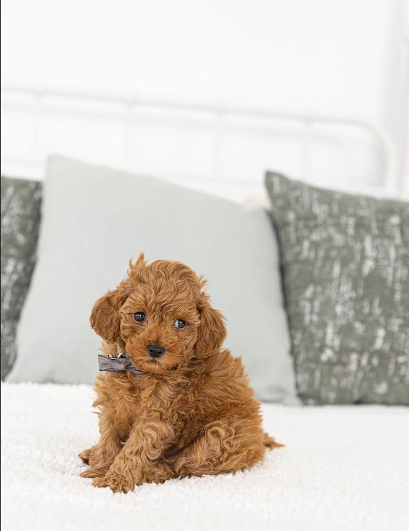 Teddy