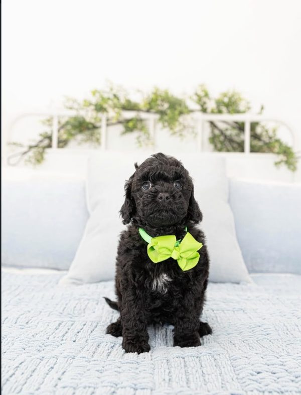 Hazel, Toy Poodle