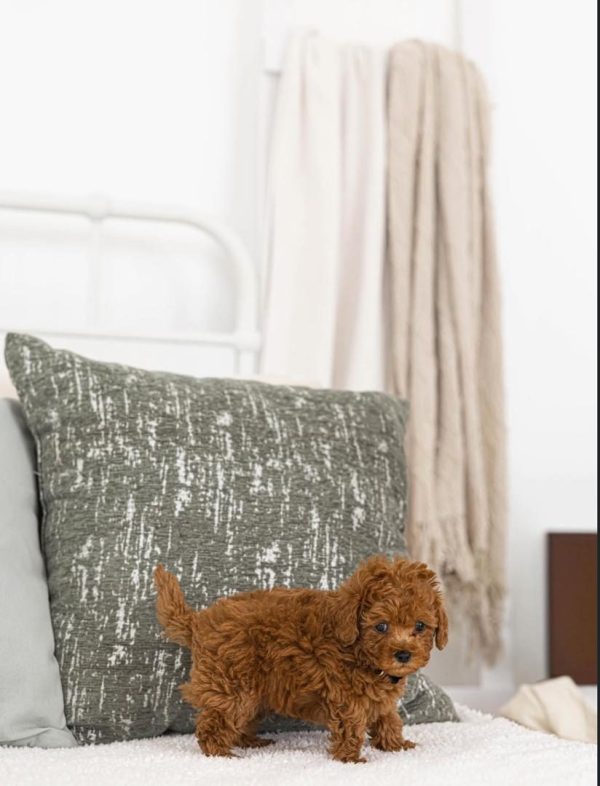 Murphy, Toy Poodle