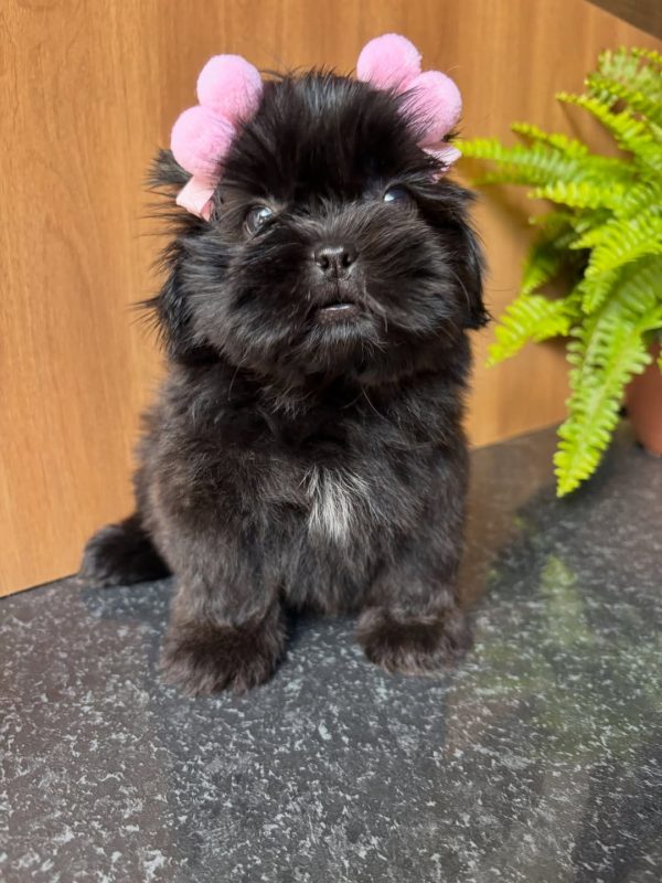 Charlie, Shih Tzu
