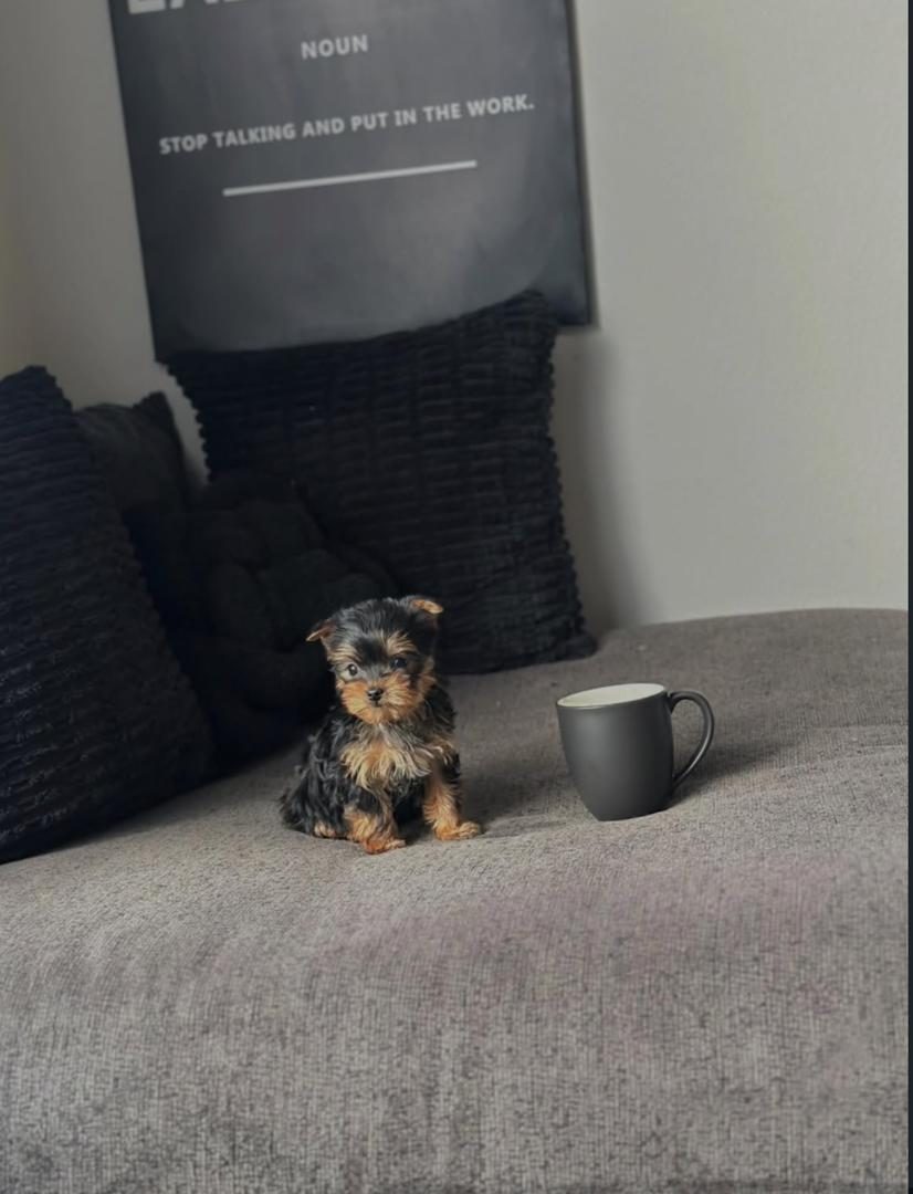 Tino