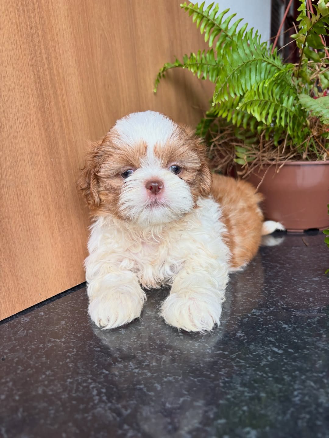Milo