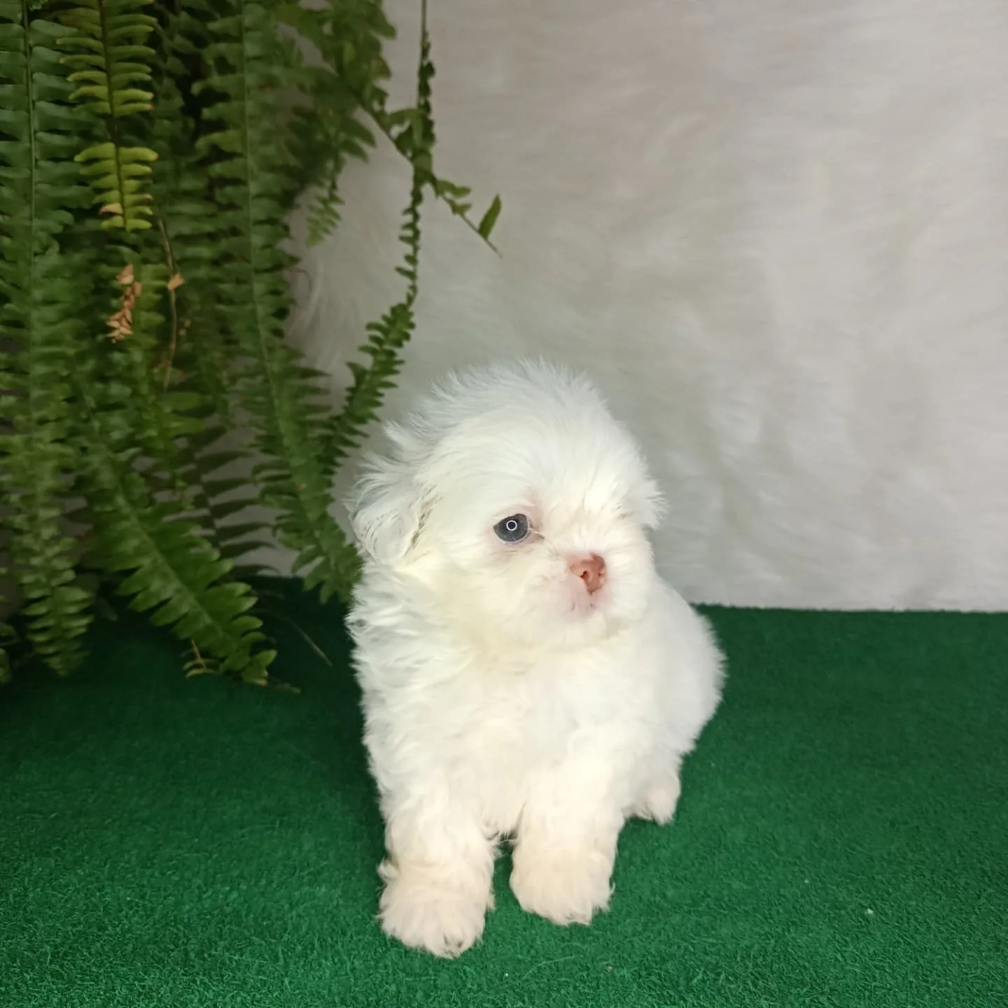 Leo
