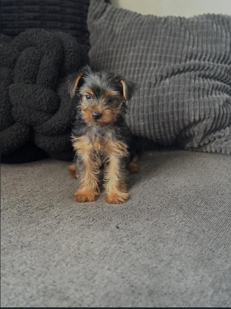 Nala