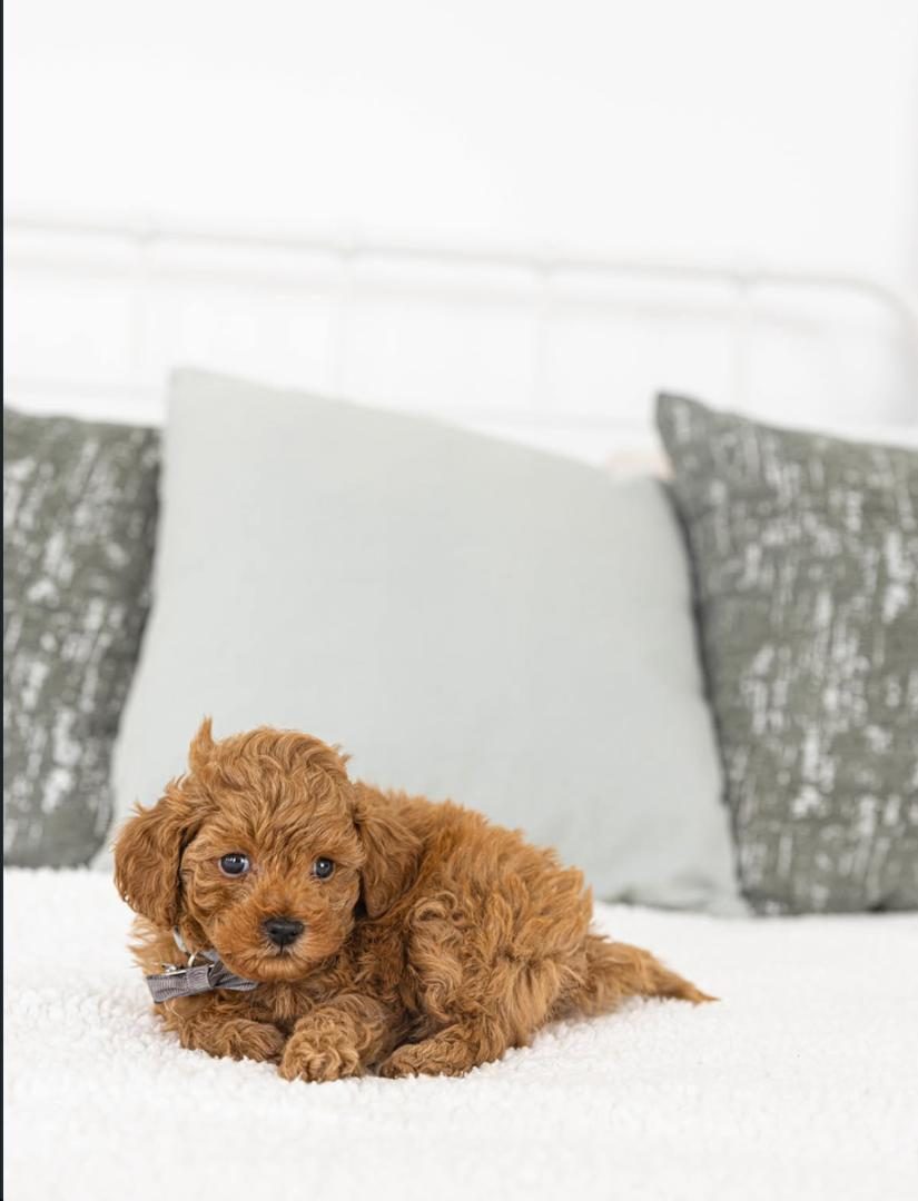 Teddy