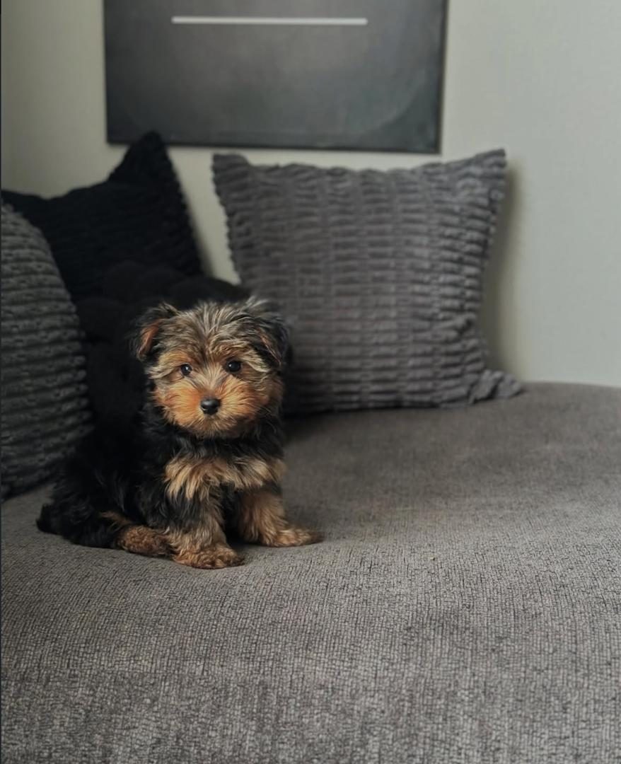Hazel