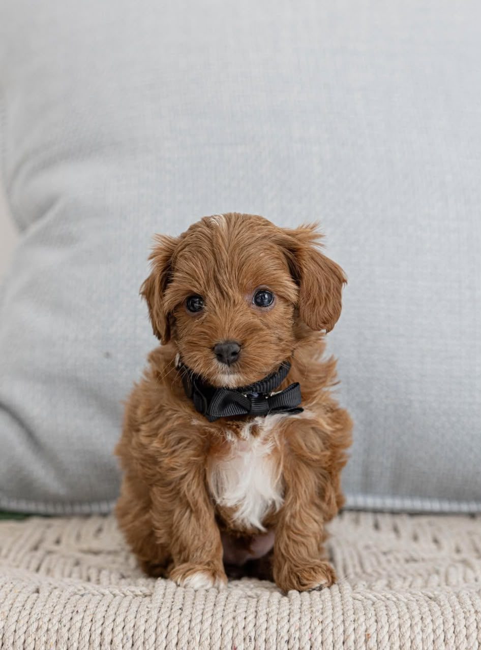 Ginger