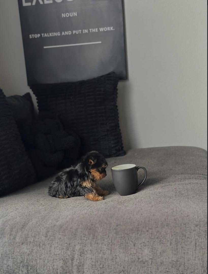 Tino