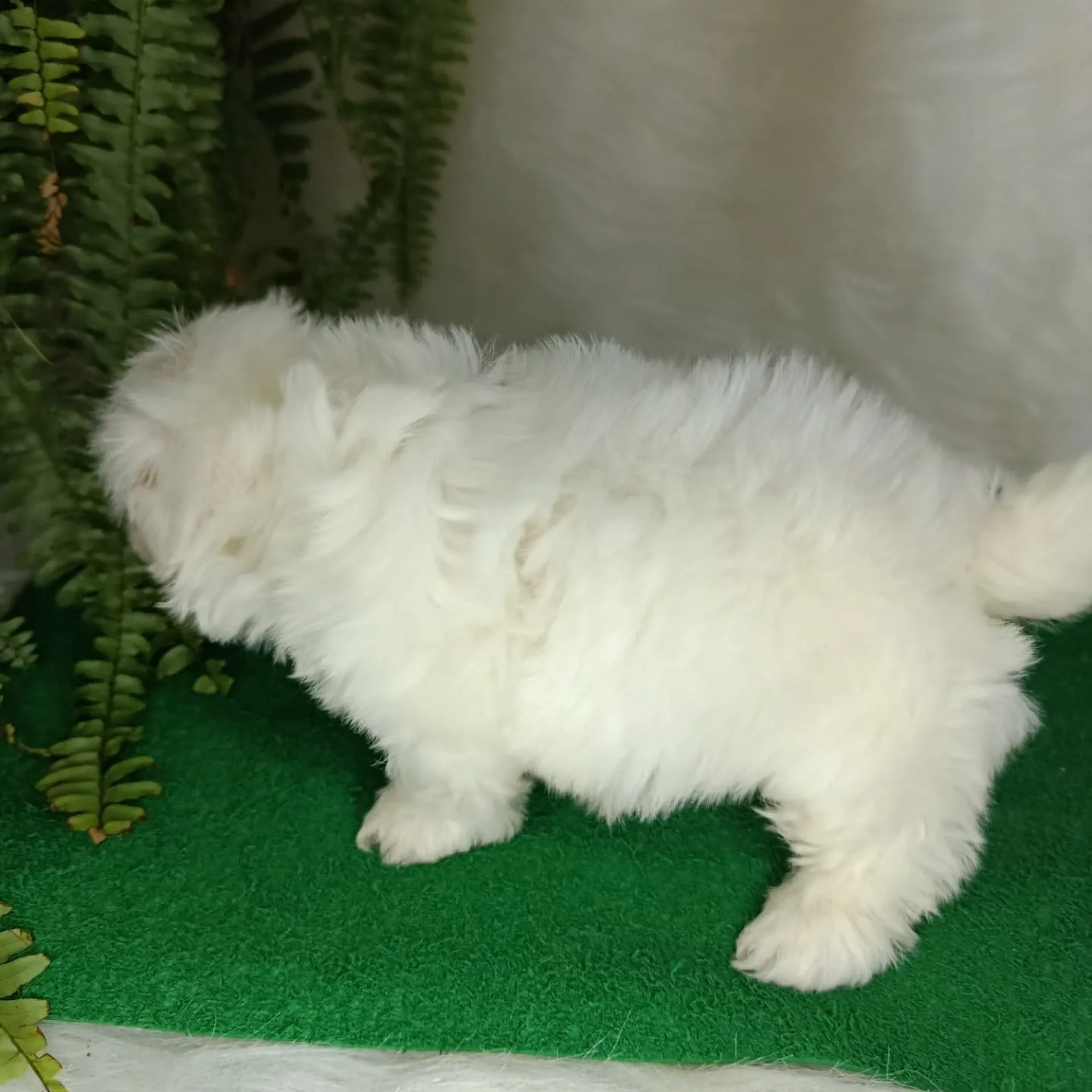 Leo