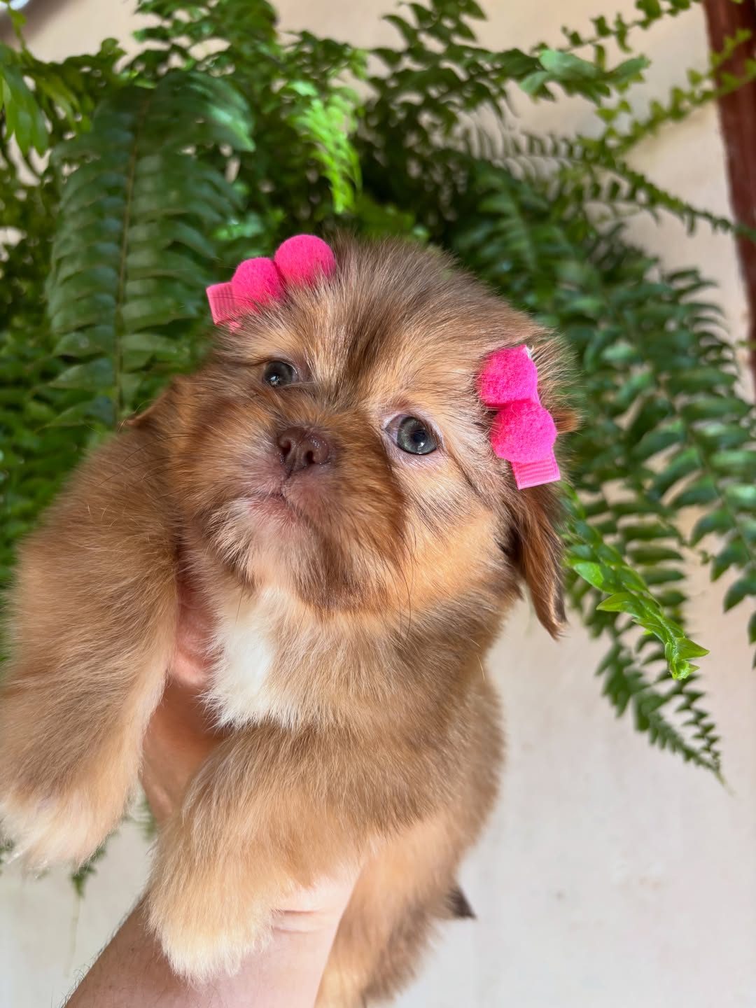 Lily