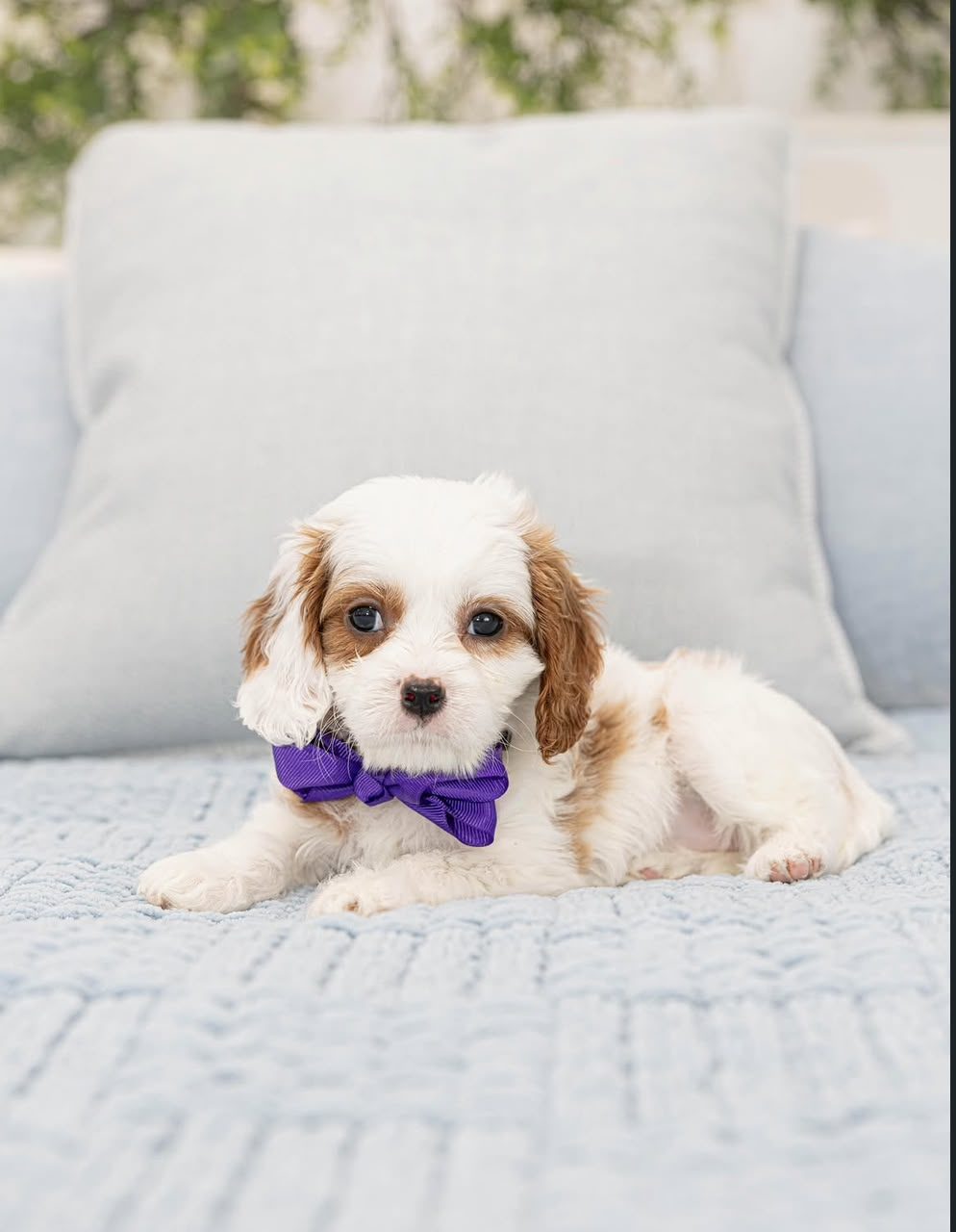 Marley