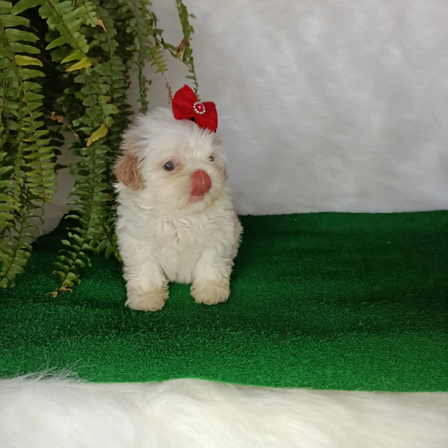 Daisy