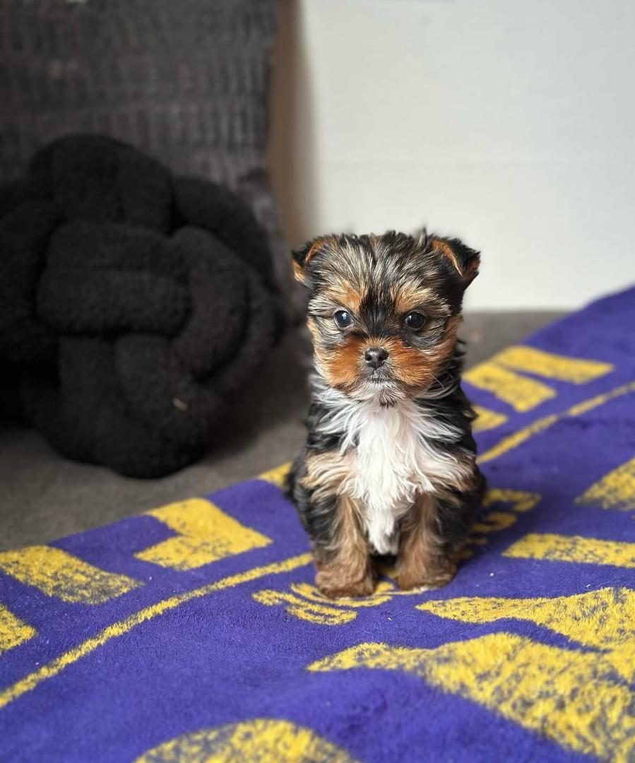 Finn