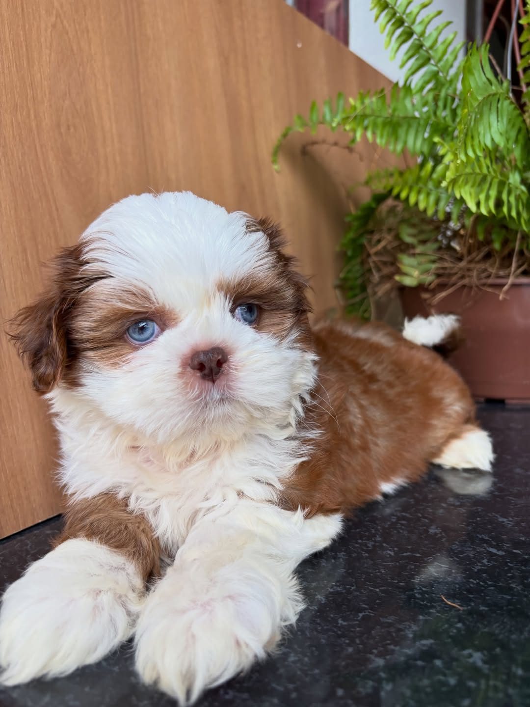 Oliver