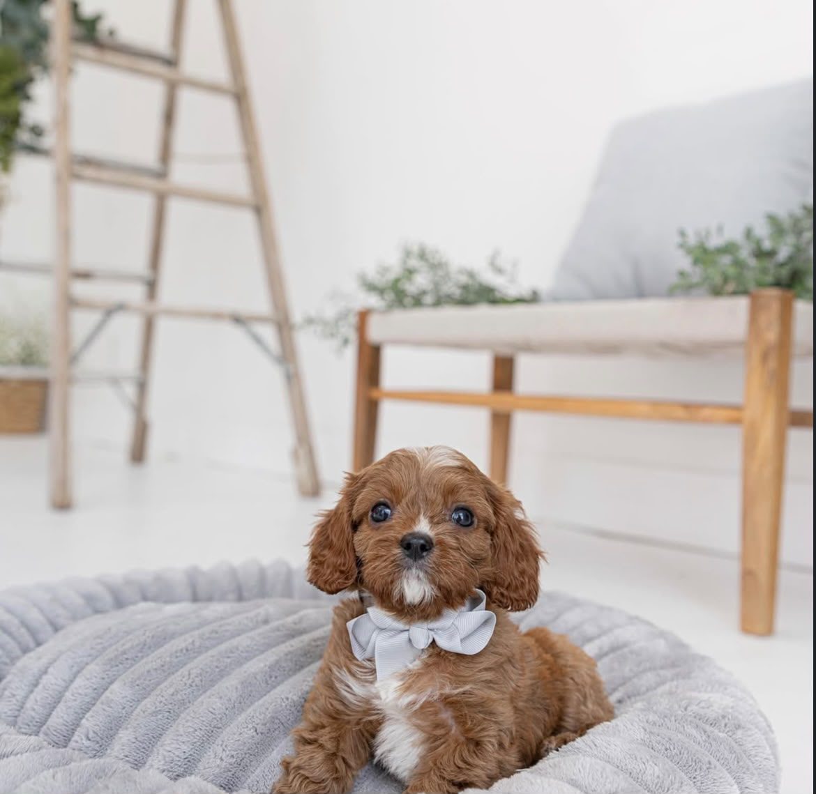Sophie