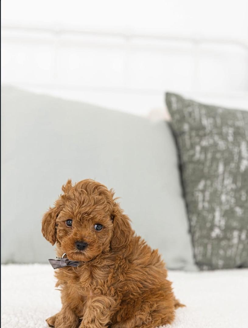 Teddy