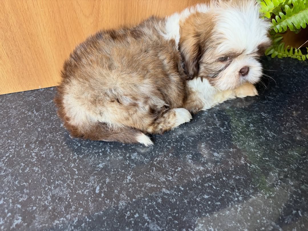 Coco