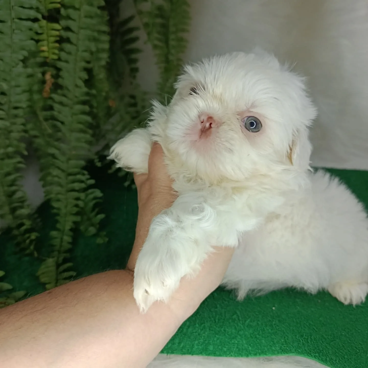 Leo