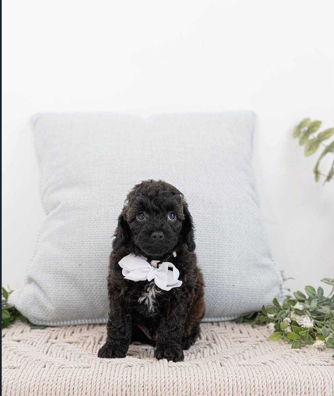 Oscar