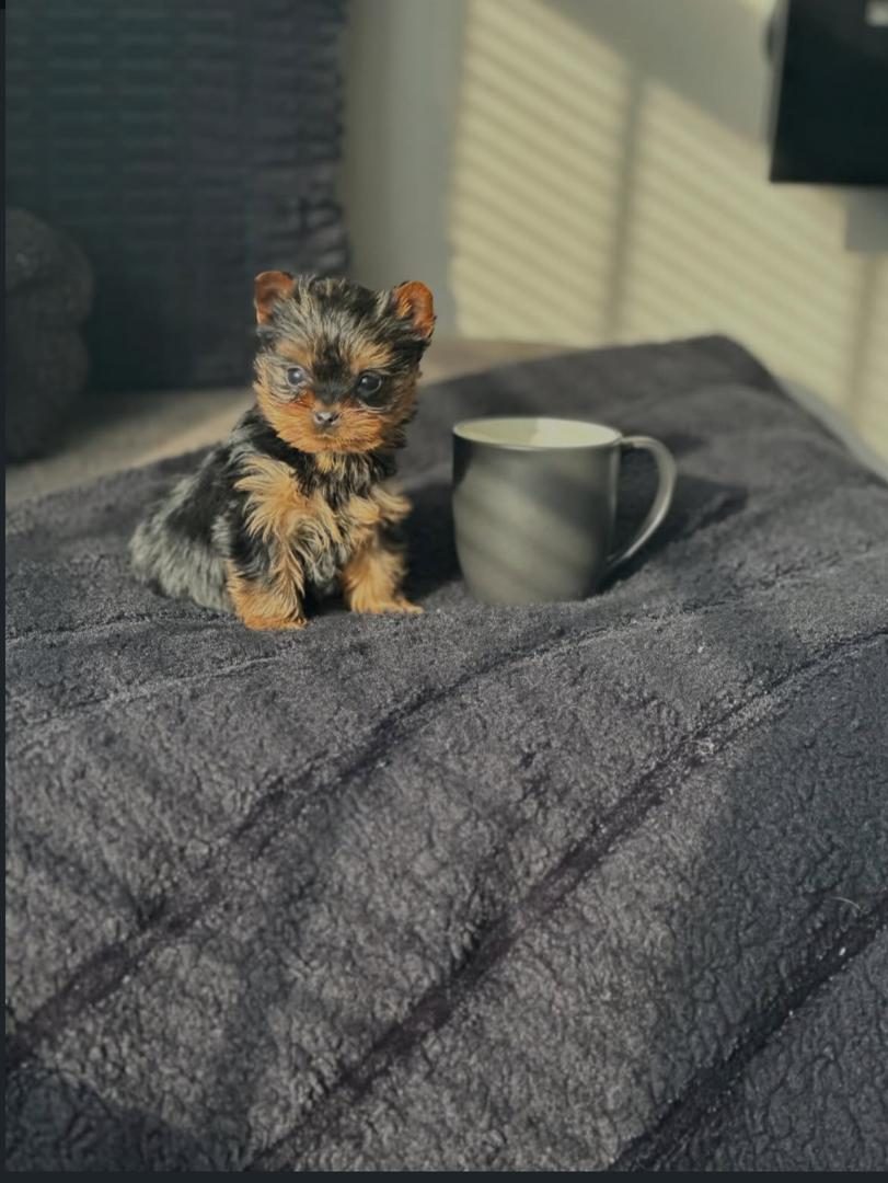 Molly