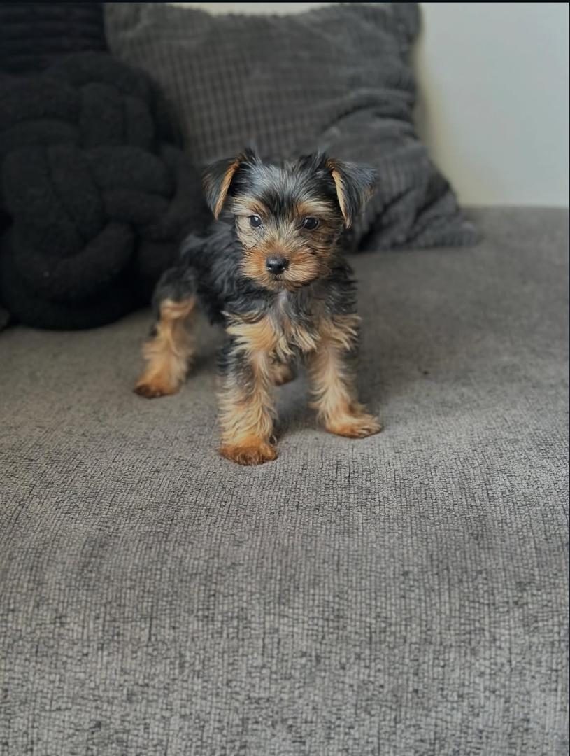 Nala