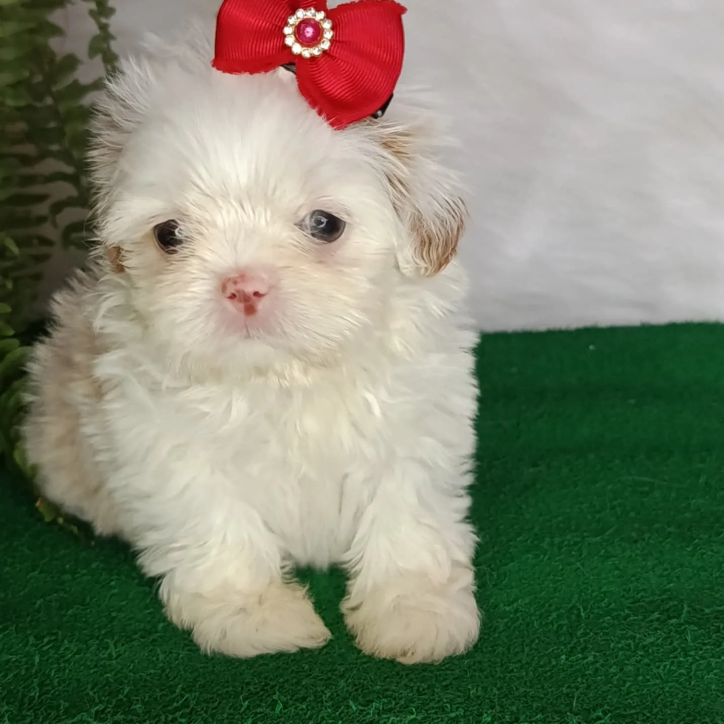 Daisy