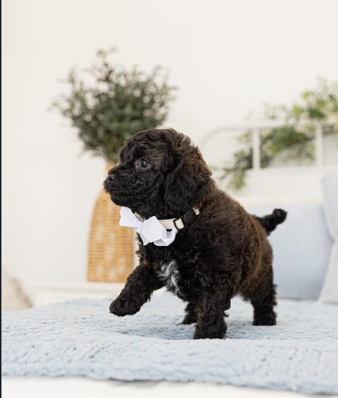 Oscar
