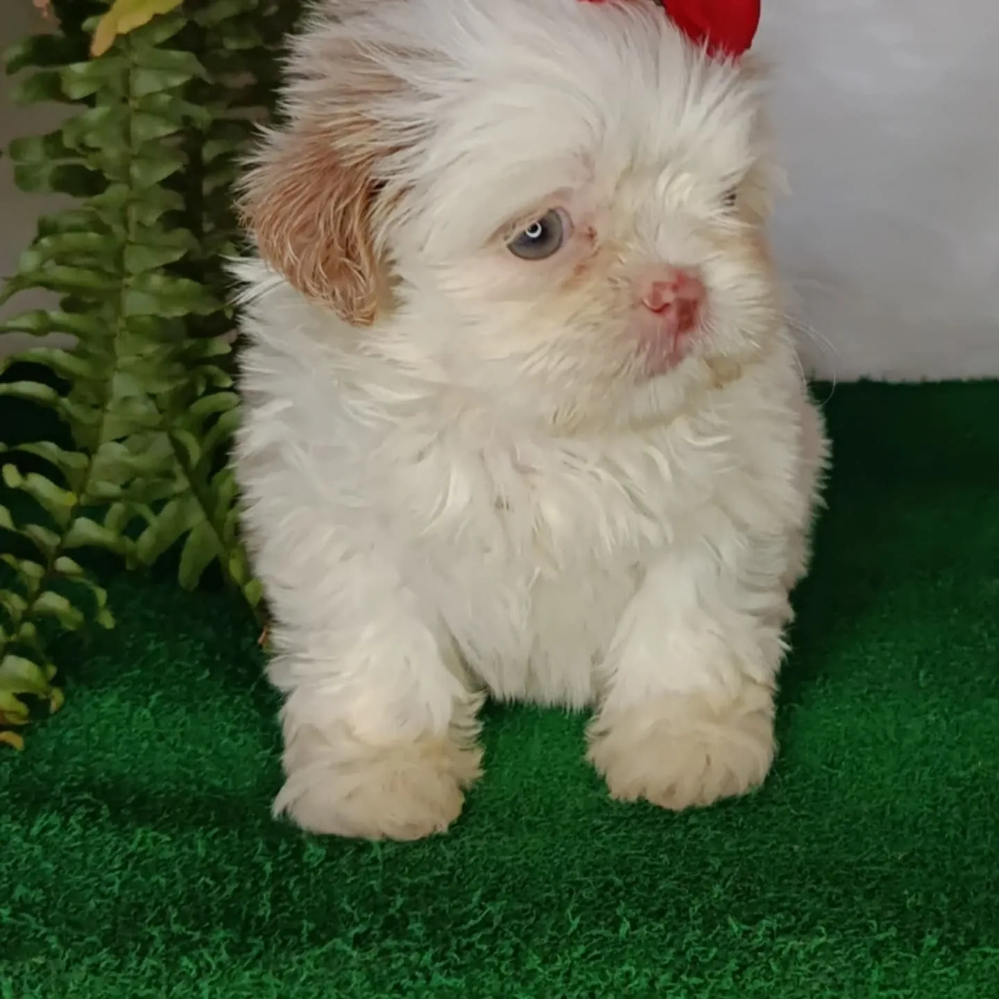 Daisy