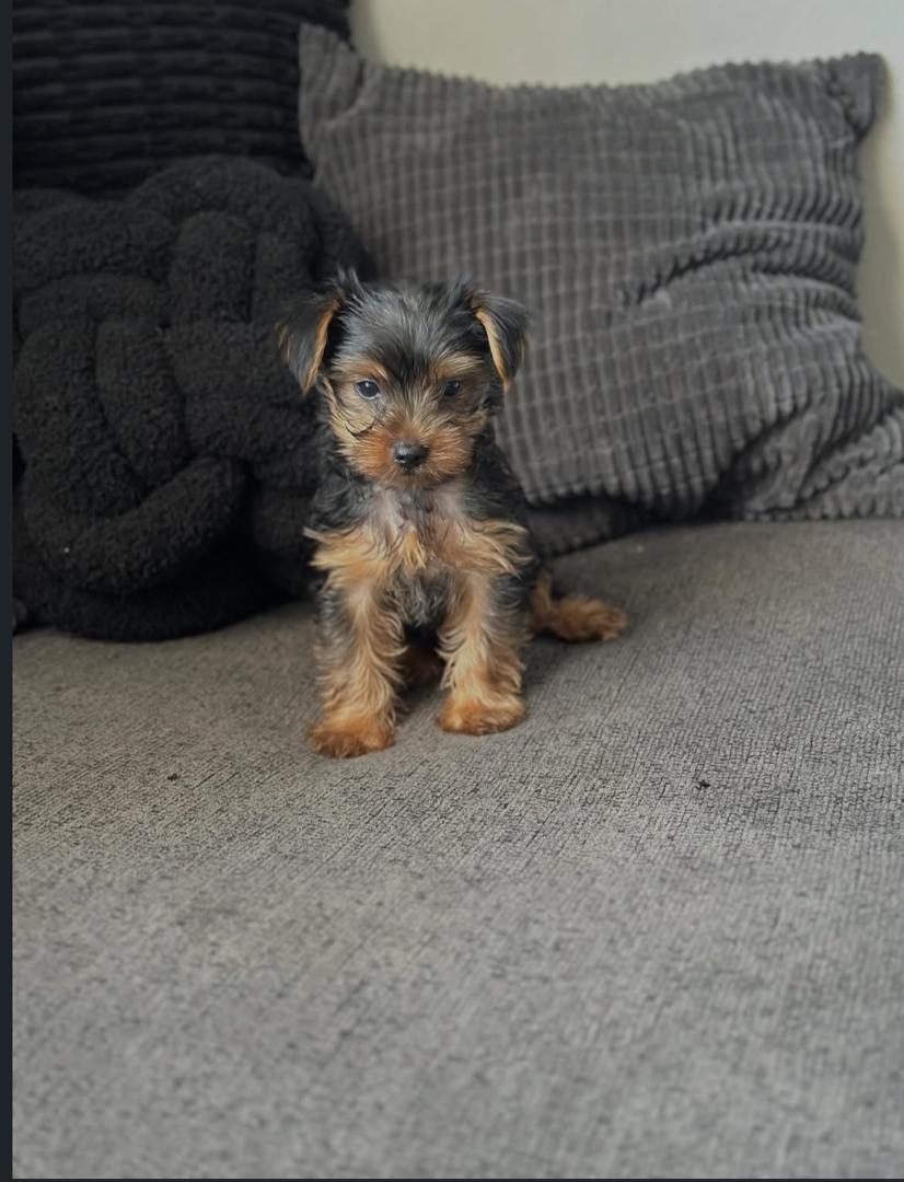 Nala