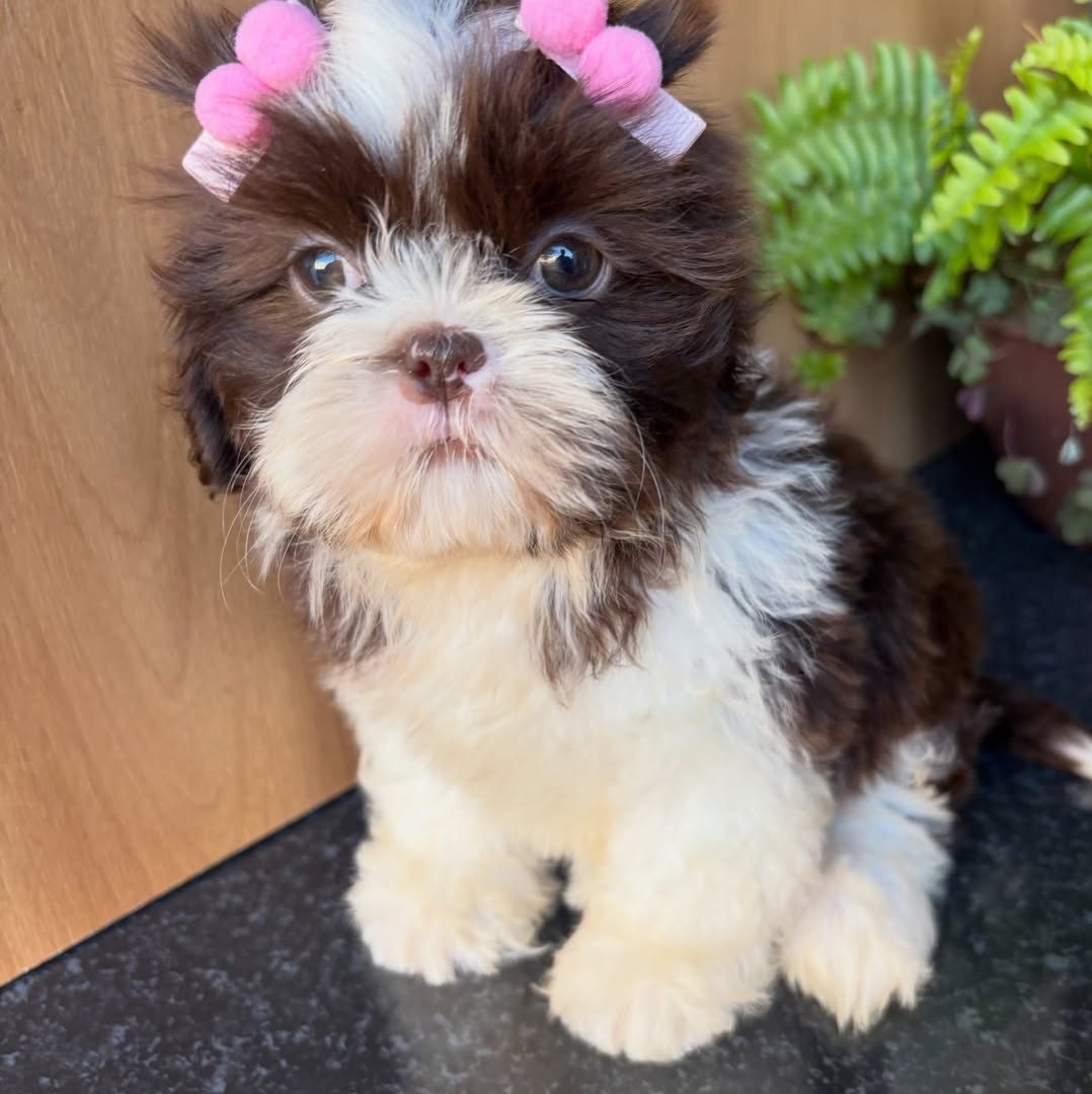 Bella