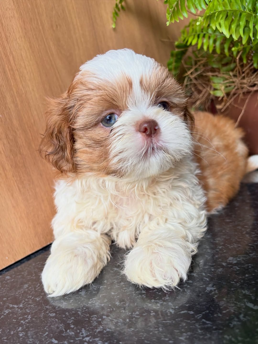 Milo