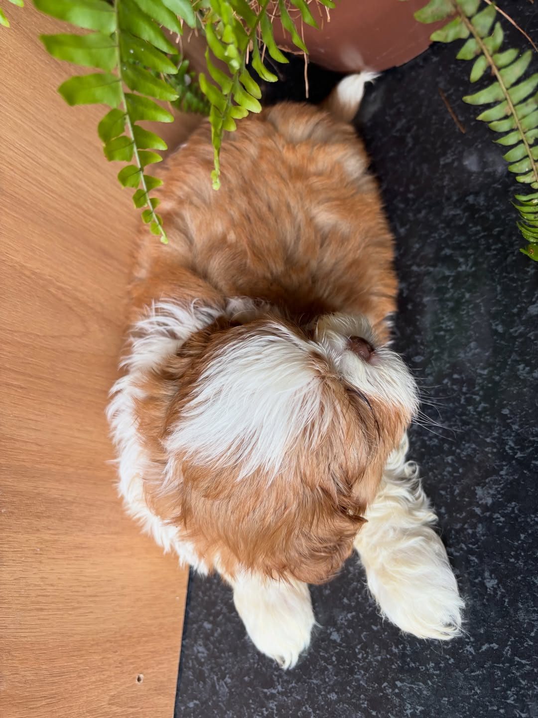 Milo