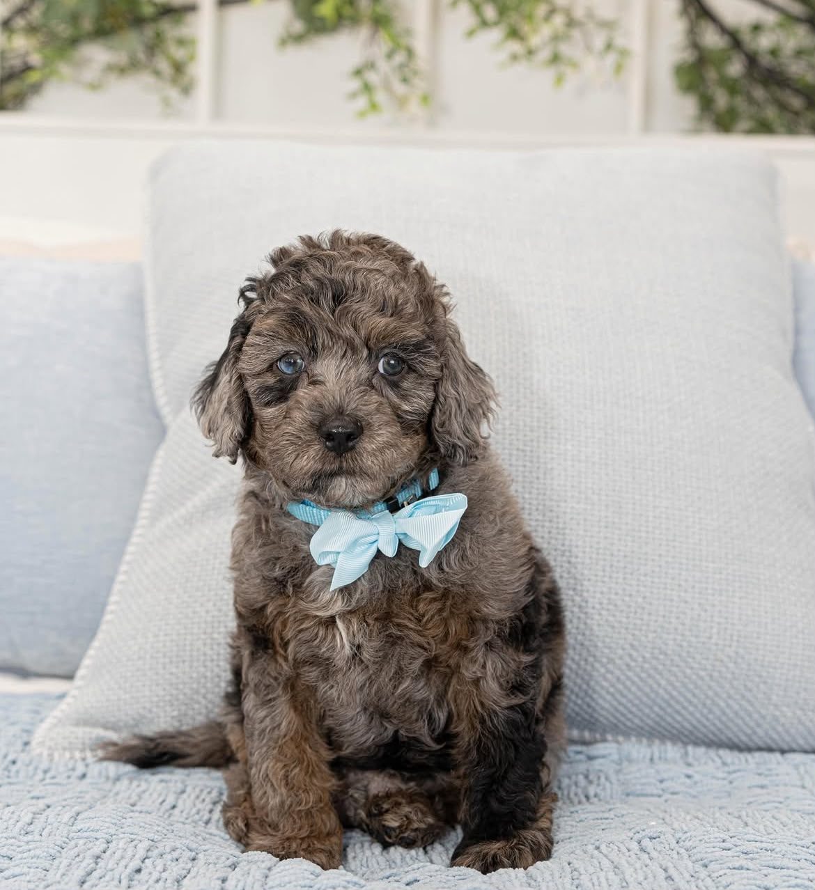 Louie