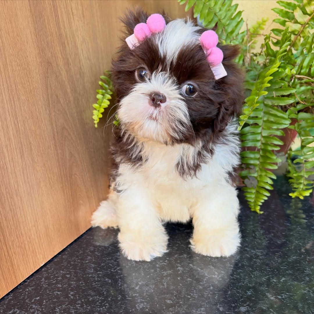Bella