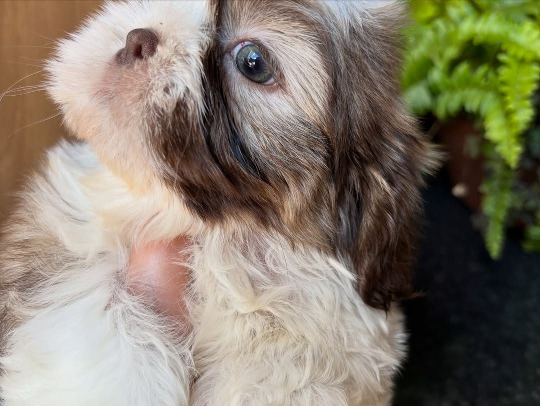 Coco