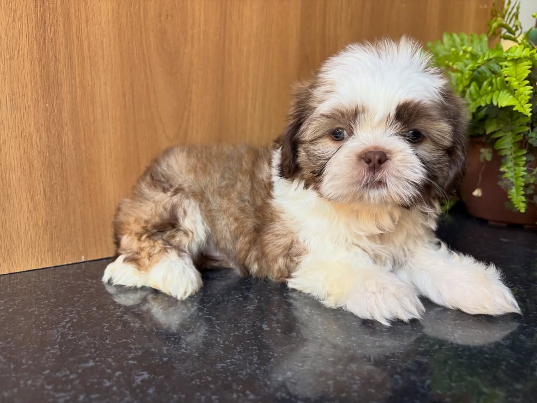 Coco