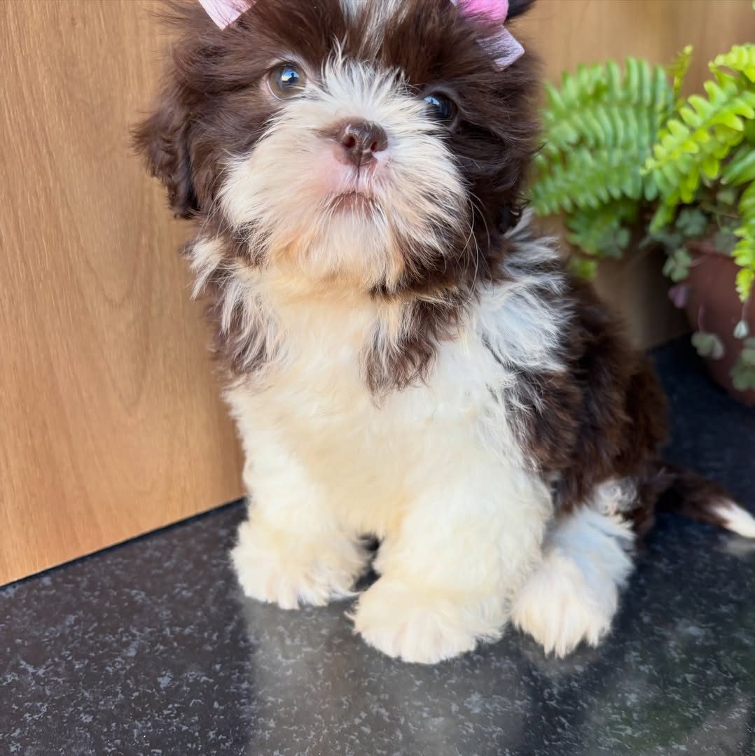 Bella