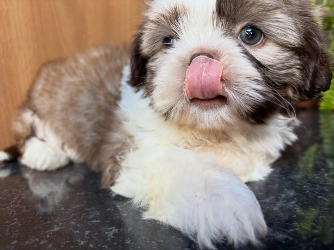 Coco